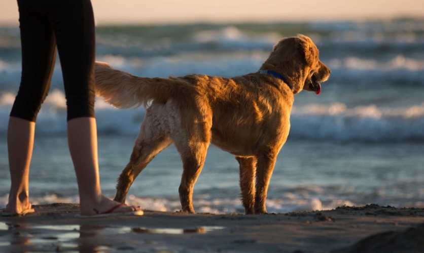 Barnegat Light Dog Friendly Beach Ocean County NJ Pet Friendly Beaches