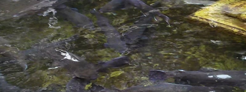 The Pequest Trout Hatchery and Natural Resource Education Center