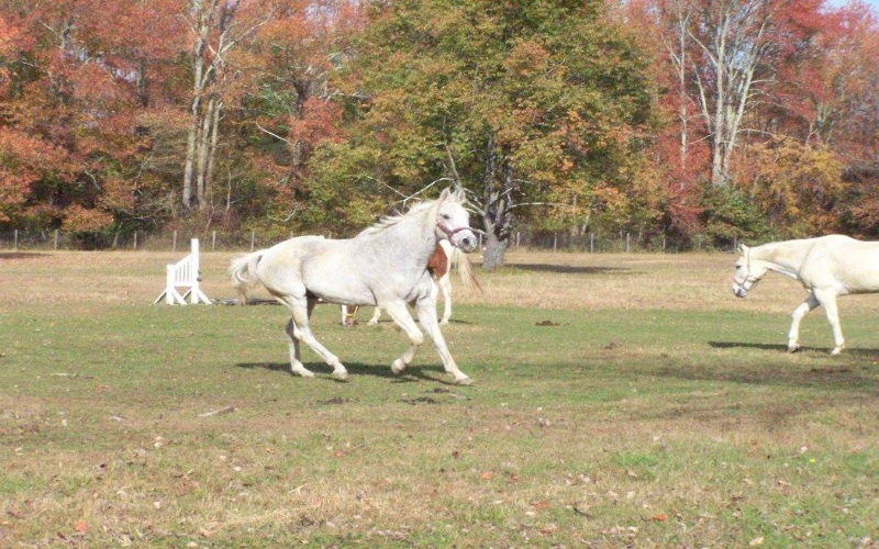 Hunter Brook Horse Farm