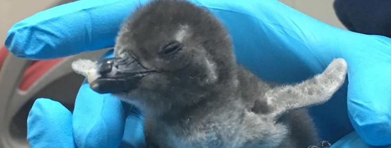 Jenkinson's Aquarium