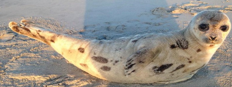 Marine Mammal Stranding Center