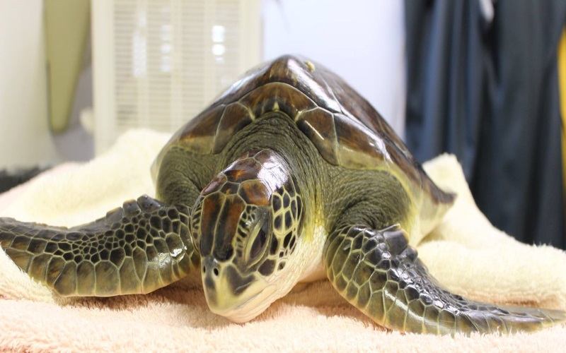 See creatures like this turtle at the Marine Mammal Stranding Center, an aquarium in Southern NJ.