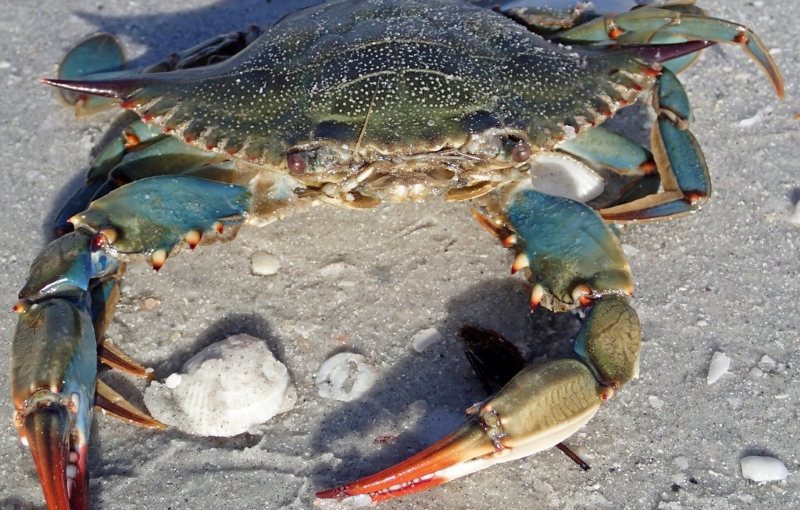 Oceanic Marina Crabbing Spots in NJ Rumson NJ