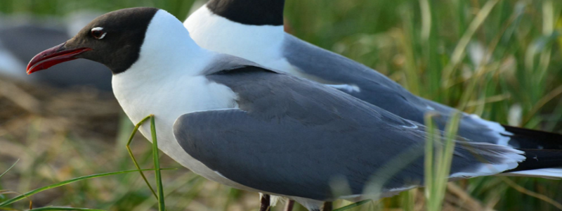 Wetlands Wildlife Safari