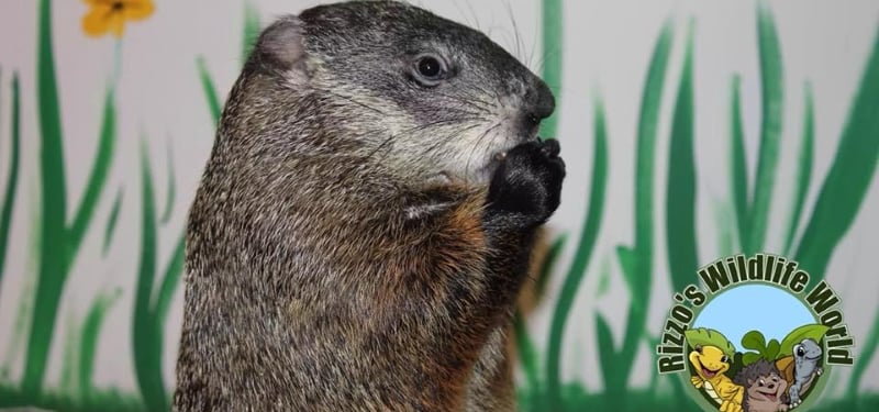 Rizzo's Wildlife World