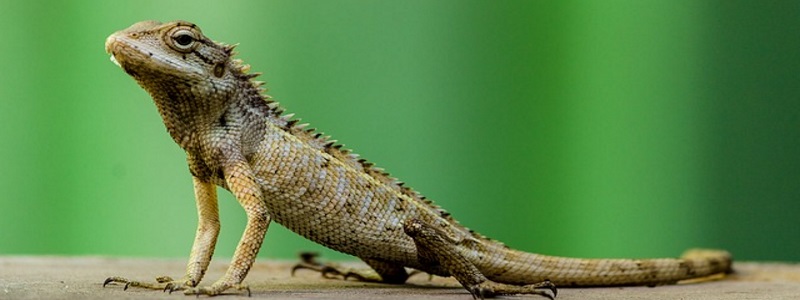 Rizzo's Wildlife Discovery