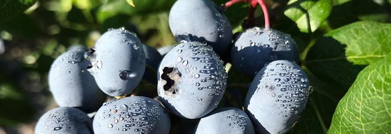 Wells' Blueberry Farm
