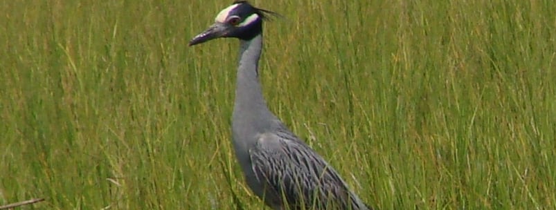 Wetlands Wildlife Safari