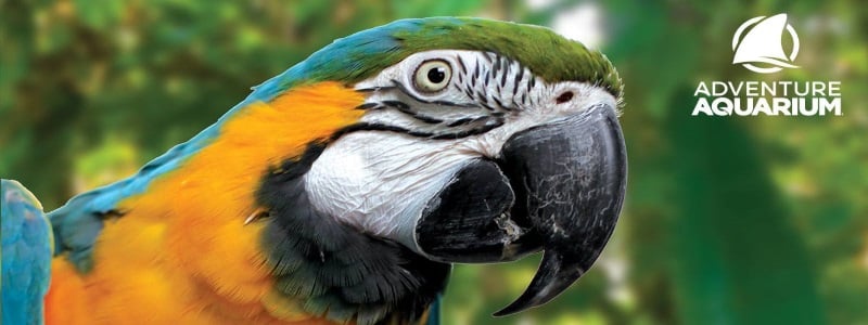 Adventure Aquarium