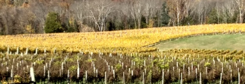 Alba Vineyard 