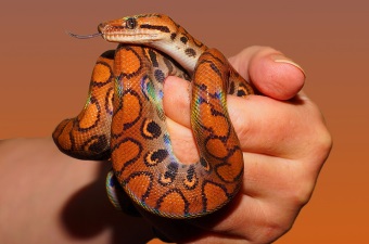 Image of an orange and black snake on someone's hand at a child's birthday party in NJ