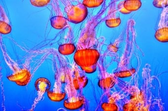 Image of a group of jellyfish swimming together at an aquarium as a fun thing to do with kids in NJ