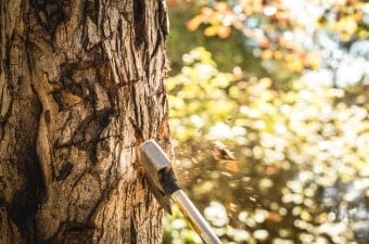 Image of an ax stuck in a tree showing axe throwing as one of the cool things to do in NJ