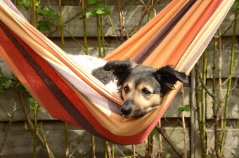 Dog in a hammock at one of the best NJ camping locations for people with pets