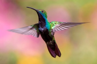 Image of a bird flying showing bird watching as one of the best outdoor adventures in NJ