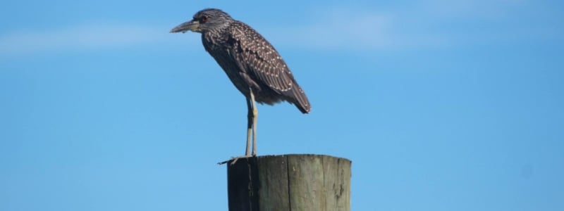 Birding by Boat on the Osprey