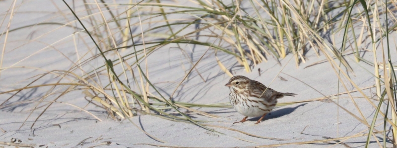 Cape May Bird Observatory