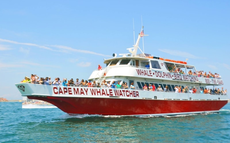 Cape May Whale Watchers Educational Attractions in NJ