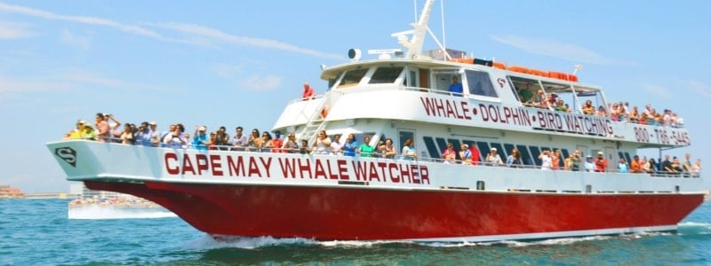 Cape May Whale Watchers