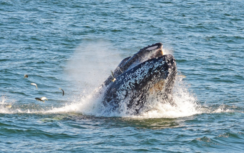 Cape May Whale Watchers Romantic Dates NJ