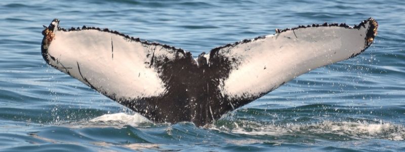 Cape May Whale Watcher