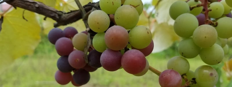 Cedarvale Vineyard & Winery