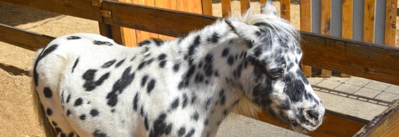 Cloverland Ponies and Petting Zoos