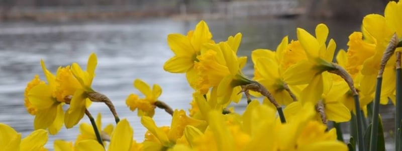 Colonial Park Arboretum and Gardens