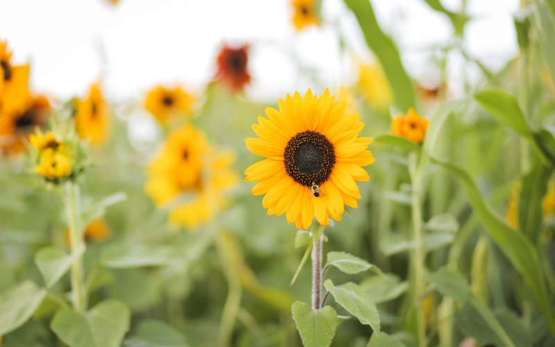 Image of a sunflower field with a honey bee on one of the flowers
