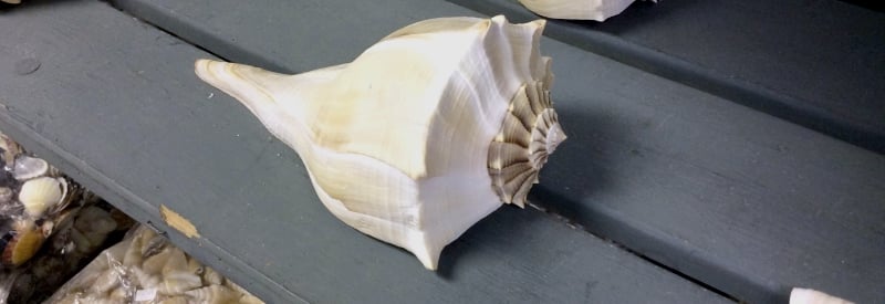 Discovery Seashell Museum