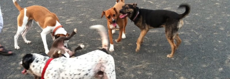 East Brunswick Dog Park