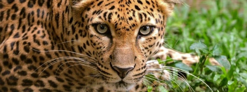 Essex County Turtle Back Zoo