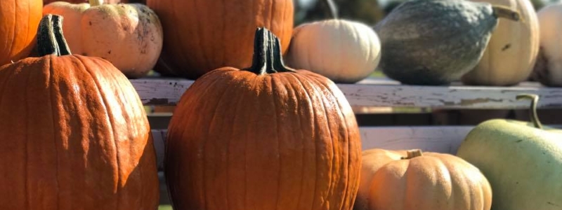  Fall Festival at Norz Hill Farm