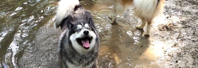 Freedom Barks Dog Park