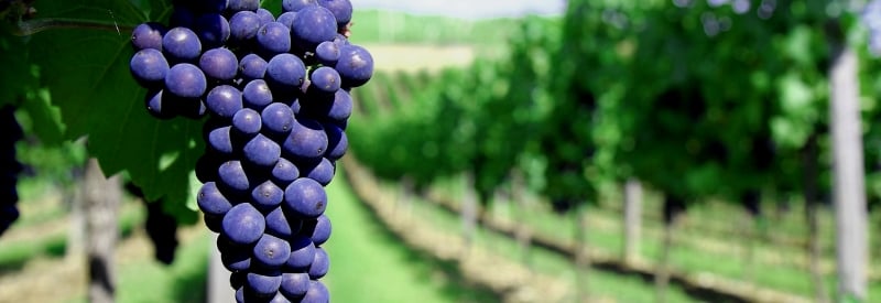 The Garden State Wine Growers Association 