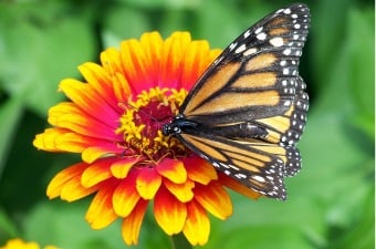 Image of a monarch butterfly on a yellow and red flower as an example of fun things to do with kids in NJ