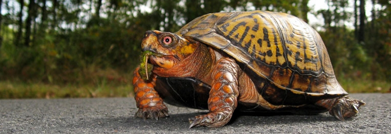 The Great Swamp Refuge