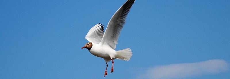 Hackensack Riverkeeper