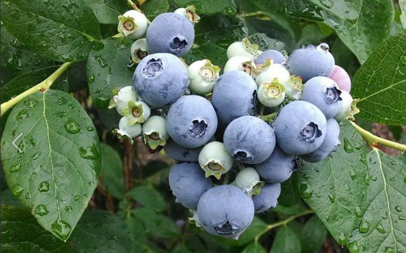 Image of blueberries grown at haines berry farm