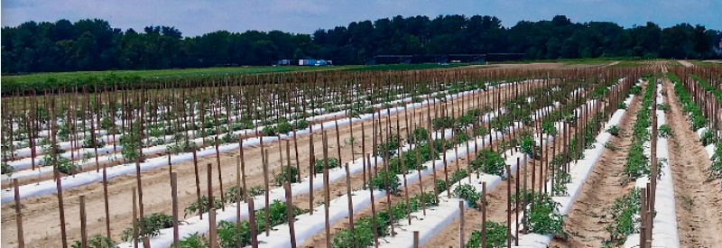 Hallock's U-Pick Farm