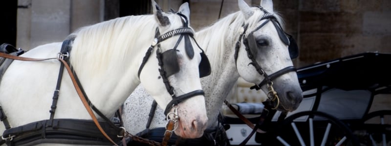 New Freedom Horse Drawn Carriages LLC