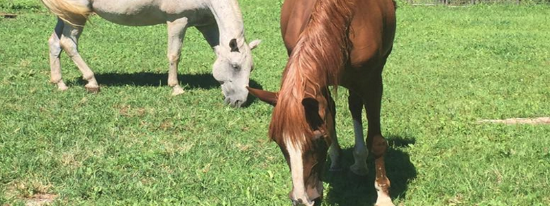 Happy Tales Animal Sanctuary