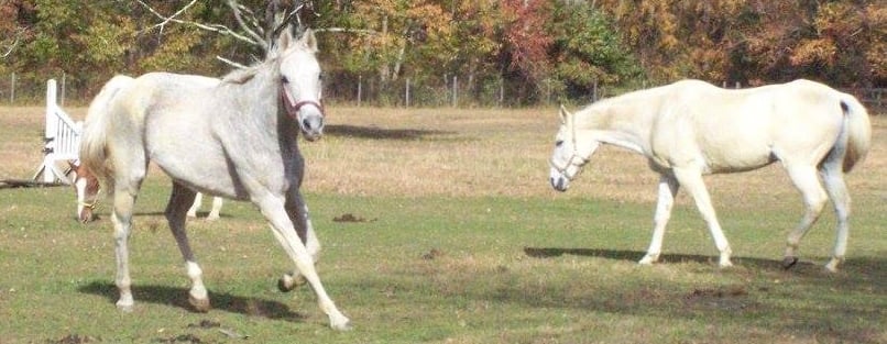 Hunter Brook Horse Farm
