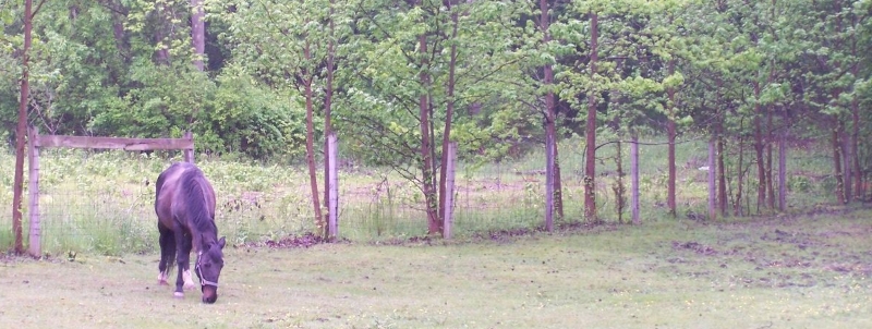 Hunter Brook Horse Farm