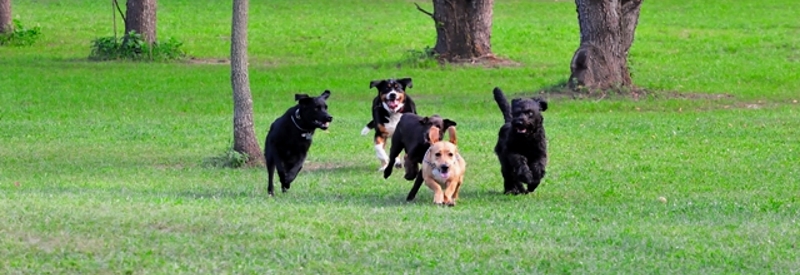 Hunterdon County Off-Leash Dog Area
