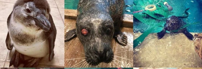 Jenkinson's Aquarium