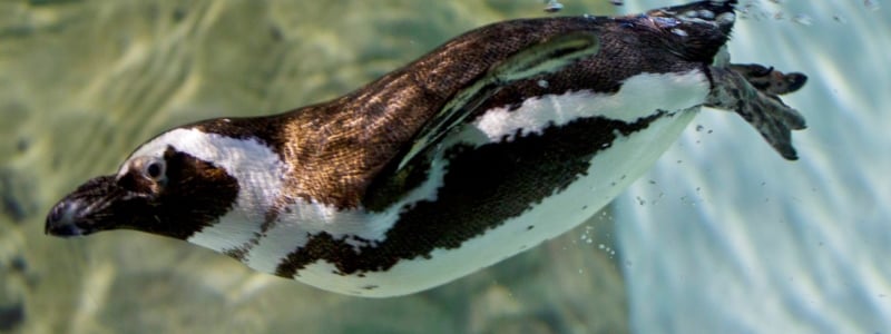 Jenkinson’s Aquarium