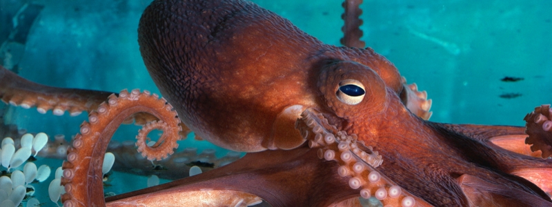 Jenkinson's Aquarium