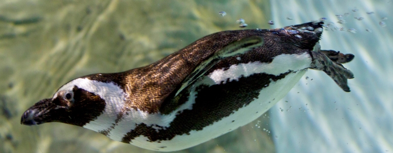 Jenkinson's Boardwalk