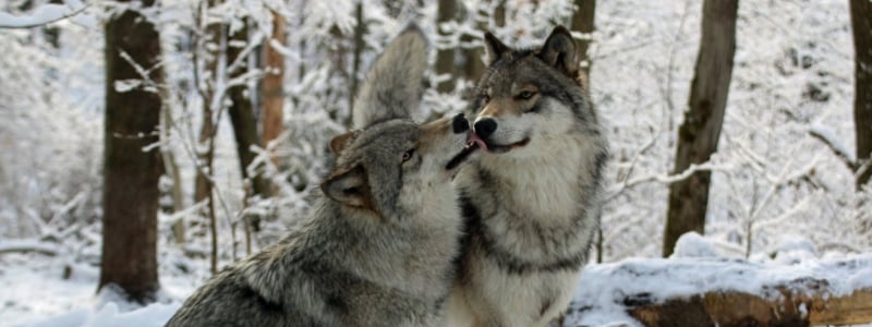 Lakota Wolf Preserve